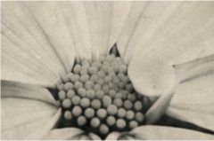 Botanical blossom representing gentle natural care